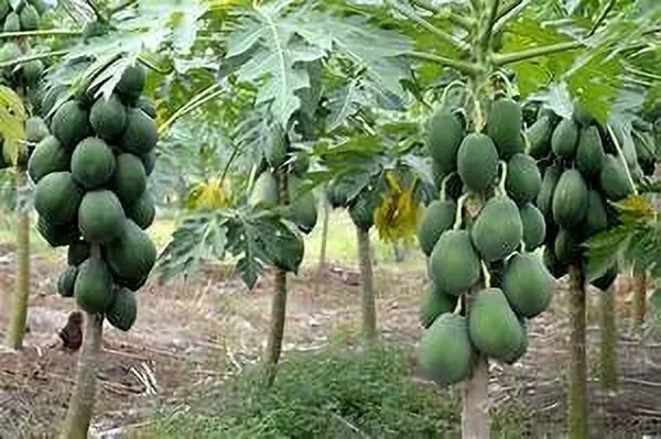 Papaya_Plant_(Hybrid,_Pack_of_1)