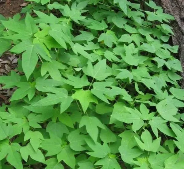 Papaya_Plant_(Hybrid,_Pack_of_1)