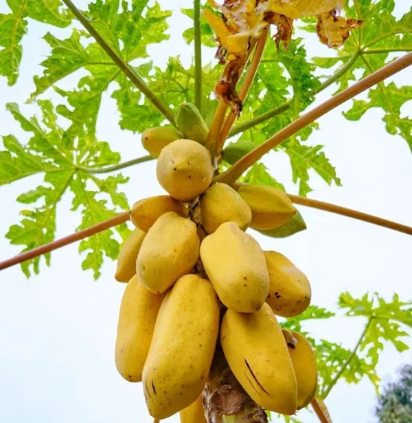 Papaya_Plant_(Hybrid,_Pack_of_1)