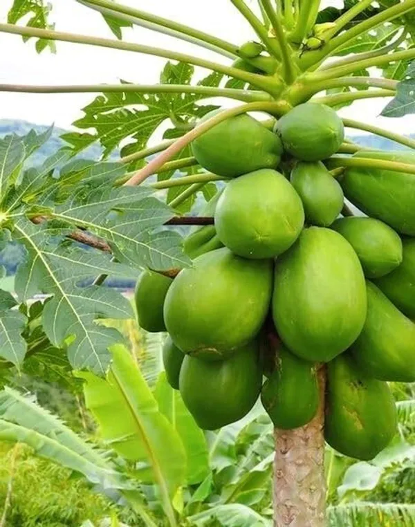 Papaya_Plant_(Hybrid,_Pack_of_1)