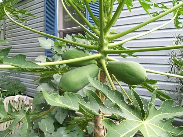 Papaya_Plant_(Hybrid,_Pack_of_1)