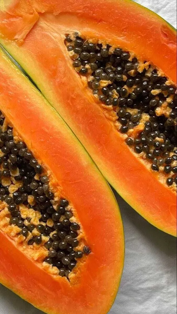 Papaya_Plant_(Hybrid,_Pack_of_1)