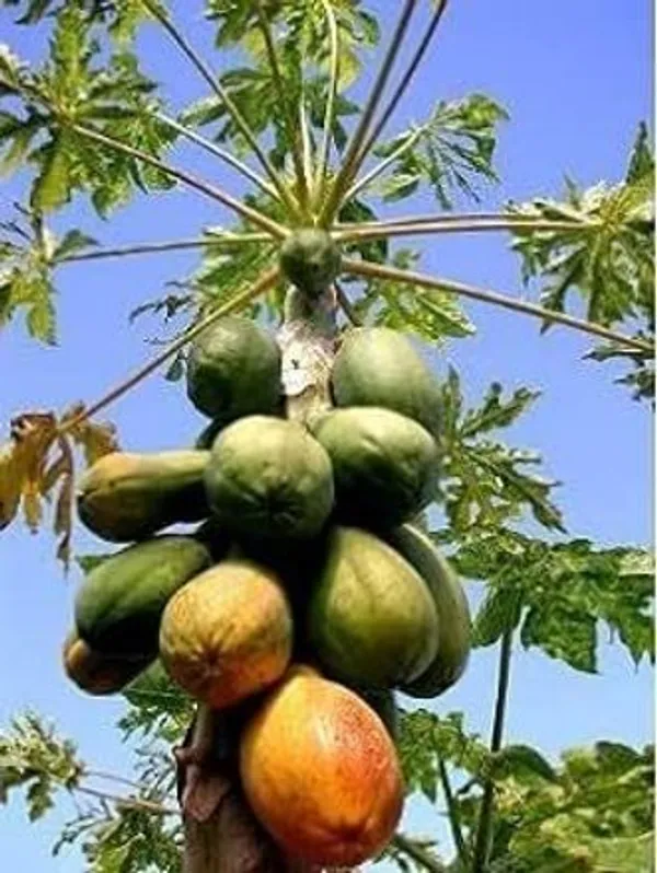 Papaya_Plant_(Hybrid,_Pack_of_1)