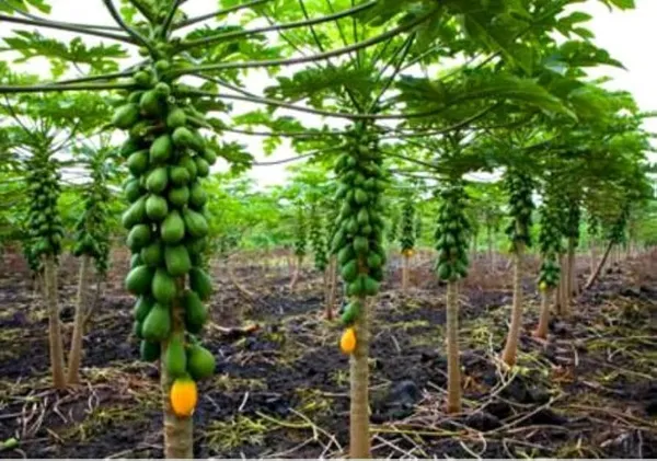 Papaya_Plant_(Hybrid,_Pack_of_1)