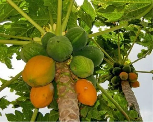 Papaya_Plant_(Hybrid,_Pack_of_1)