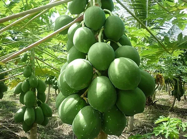 Papaya_Plant_(Hybrid,_Pack_of_1)