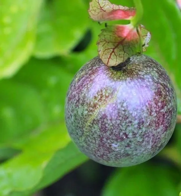 Passion_Plant_(Hybrid,_Pack_of_1)