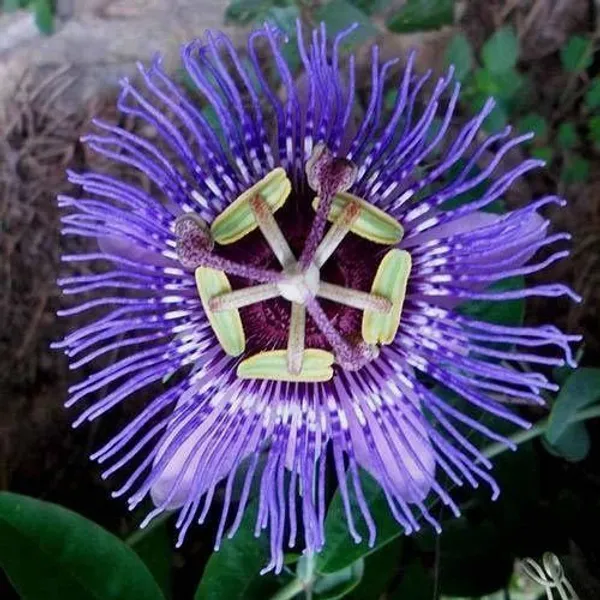 Passion_Plant_(Hybrid,_Pack_of_1)