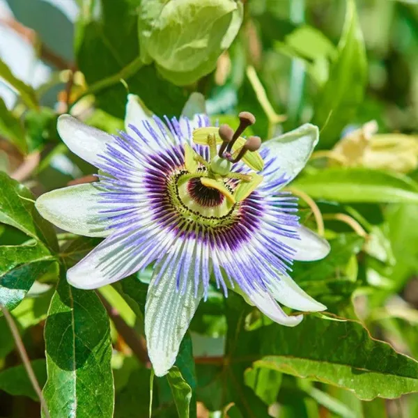 Passion_Plant_(Hybrid,_Pack_of_1)