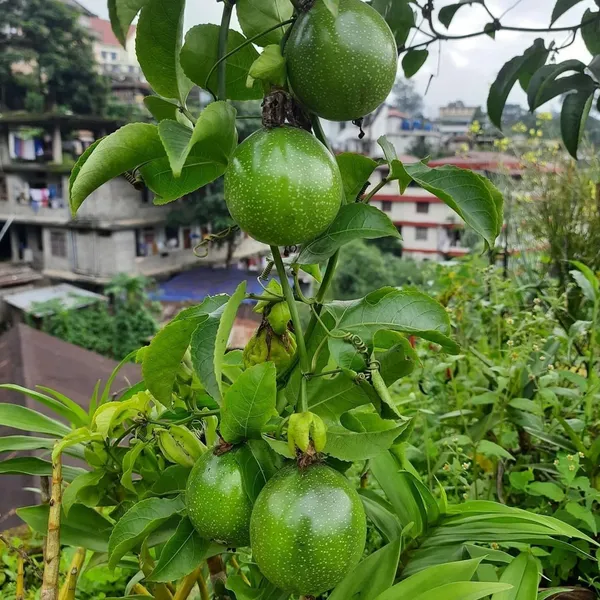 Passion_Plant_(Hybrid,_Pack_of_1)