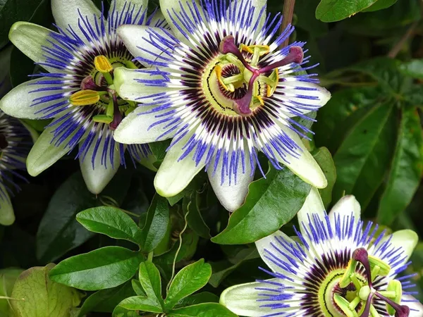 Passion_Plant_(Hybrid,_Pack_of_1)