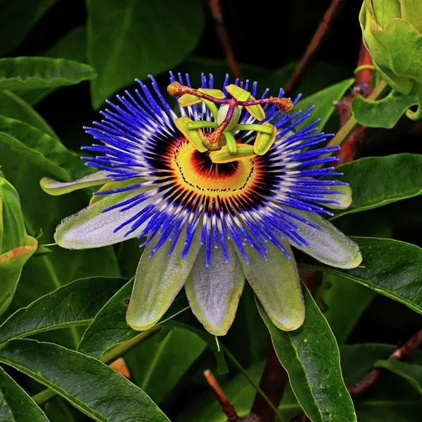 Passion_Plant_(Hybrid,_Pack_of_1)