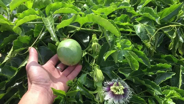 Passion_Plant_(Hybrid,_Pack_of_1)