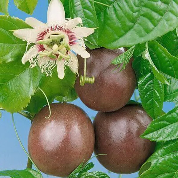 Passion_Plant_(Hybrid,_Pack_of_1)