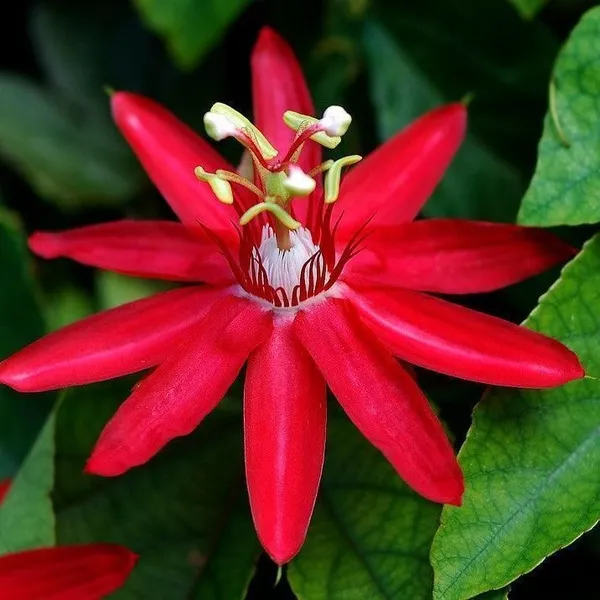 Passion_Plant_(Hybrid,_Pack_of_1)