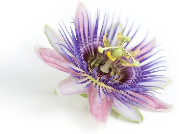 Passion_Plant_(Hybrid,_Pack_of_1)
