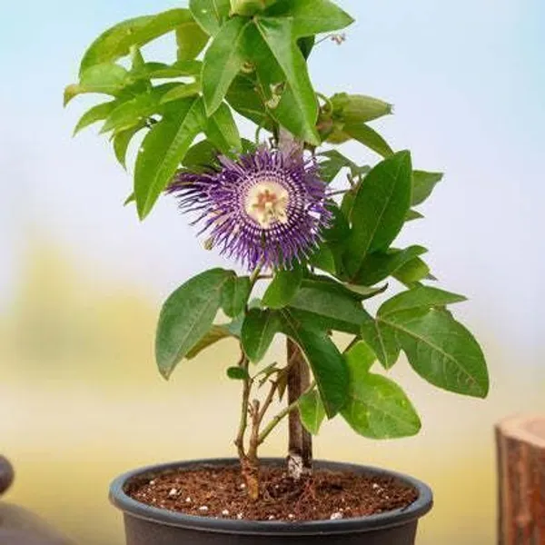Passion_Plant_(Hybrid,_Pack_of_1)