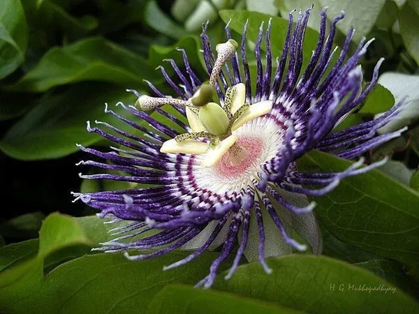 Passion_Plant_(Hybrid,_Pack_of_1)