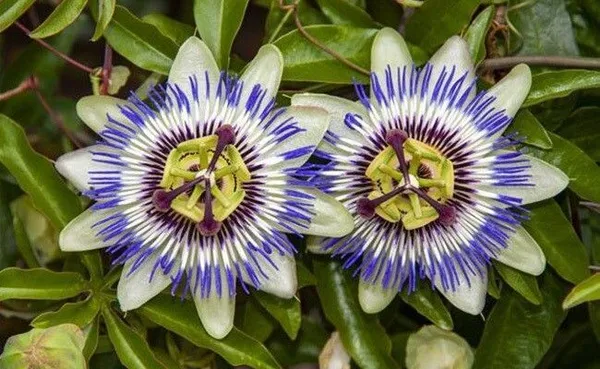 Passion_Plant_(Hybrid,_Pack_of_1)