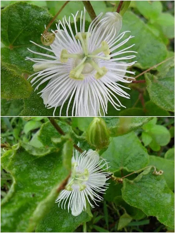 Passion_Plant_(Hybrid,_Pack_of_1)