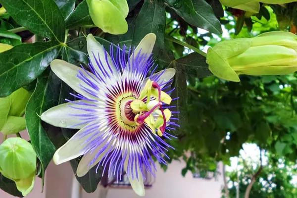 Passion_Plant_(Hybrid,_Pack_of_1)