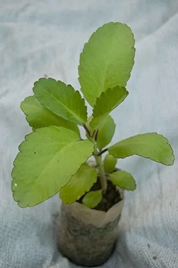 Bryophyllum_Pinnatum/Patharchatta_Plant_(Hybrid,_Pack_of_1)
