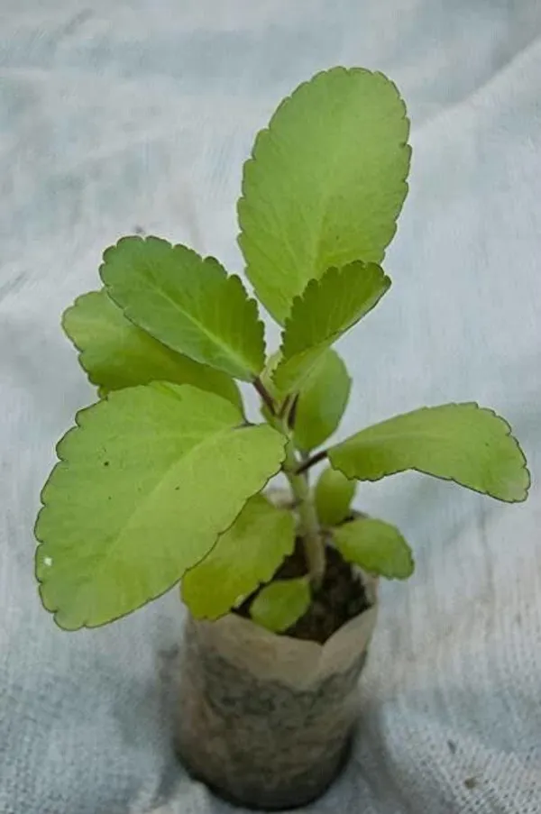 Bryophyllum_Pinnatum/Patharchatta_Plant_(Hybrid,_Pack_of_1)
