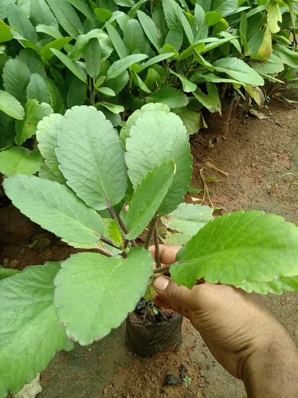 Bryophyllum_Pinnatum/Patharchatta_Plant_(Hybrid,_Pack_of_1)