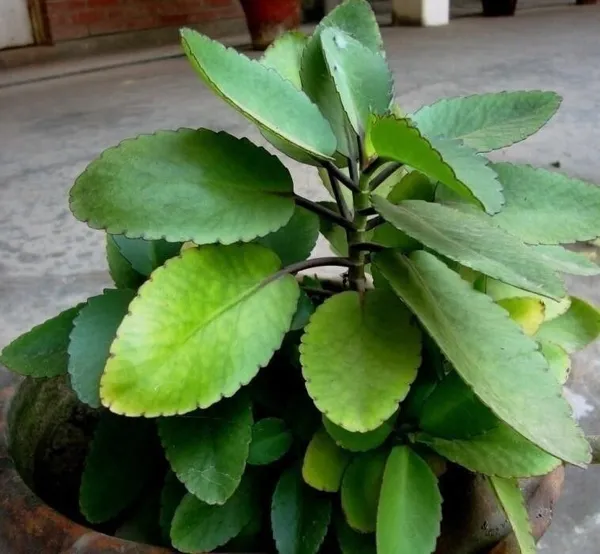 Bryophyllum_Pinnatum/Patharchatta_Plant_(Hybrid,_Pack_of_1)