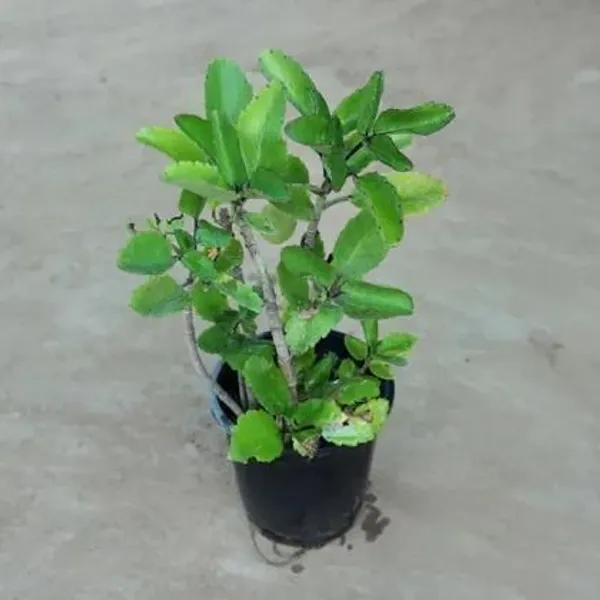 Bryophyllum_Pinnatum/Patharchatta_Plant_(Hybrid,_Pack_of_1)