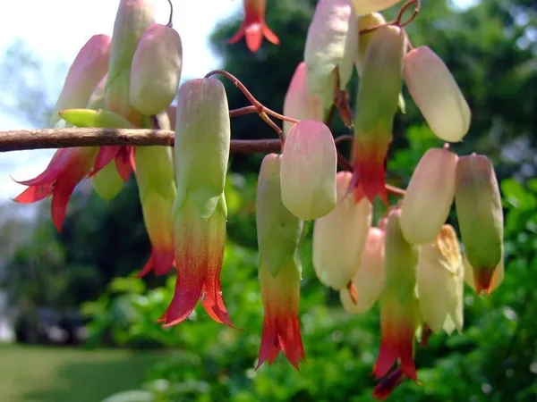 Bryophyllum_Pinnatum/Patharchatta_Plant_(Hybrid,_Pack_of_1)