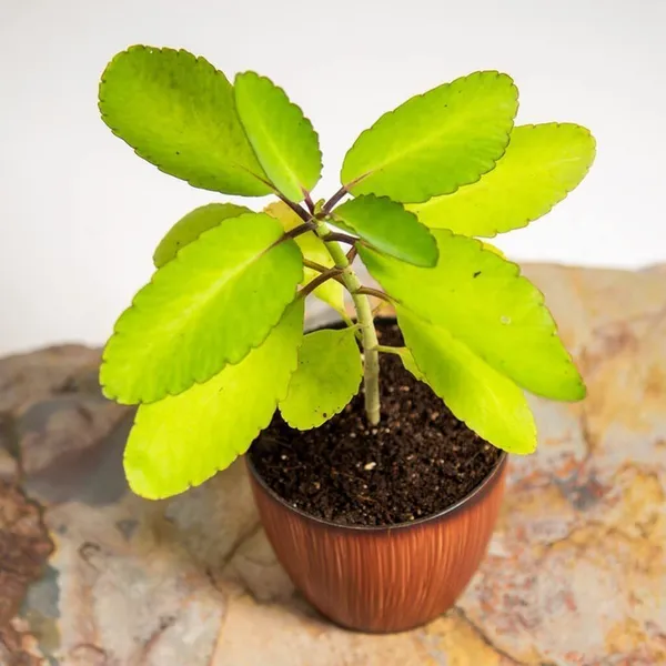 Bryophyllum_Pinnatum/Patharchatta_Plant_(Hybrid,_Pack_of_1)