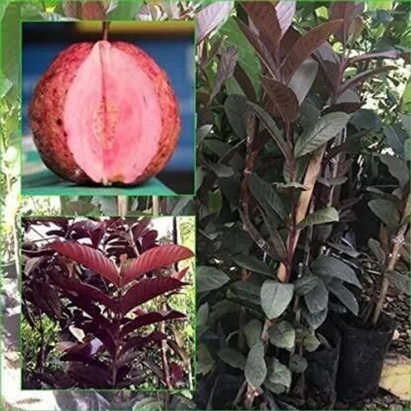 Guava_Plant_(Hybrid,_Pack_of_1)