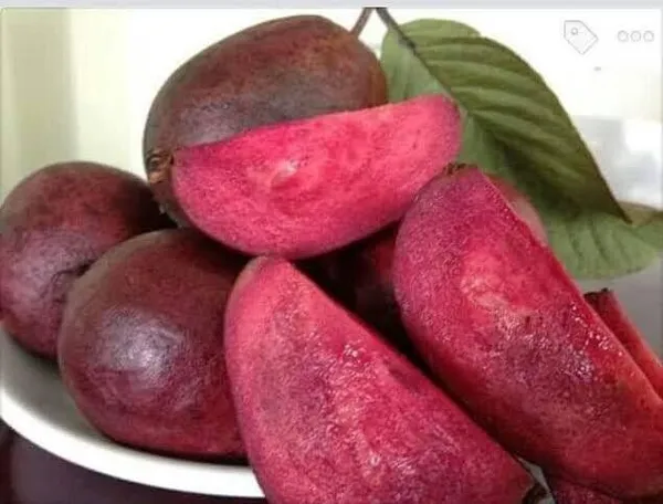 Guava_Plant_(Hybrid,_Pack_of_1)