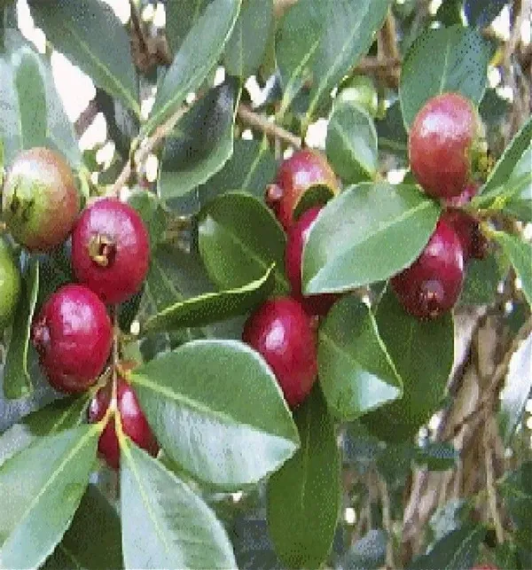 Guava_Plant_(Hybrid,_Pack_of_1)