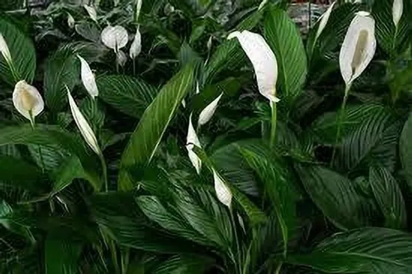 Lily_Plant_(Hybrid,_Pack_of_1)