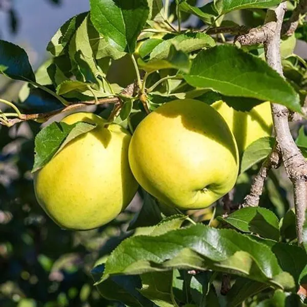 Apple_Plant_(Hybrid,_Pack_of_1)