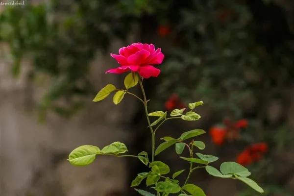 Rose_Plant_(Hybrid,_Pack_of_1)