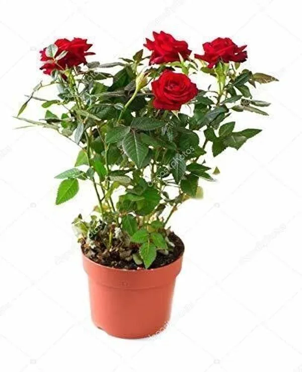 Rose_Plant_(Hybrid,_Pack_of_1)