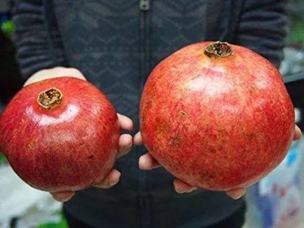 Pomegranate_Plant_(Hybrid,_Pack_of_1)