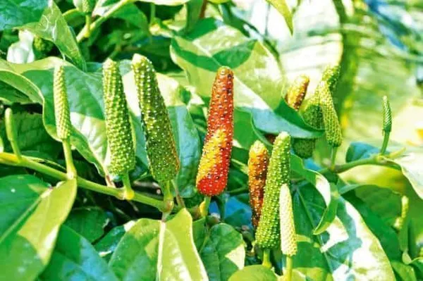 Zanthoxylum_Piperitum_Japanese_Pepper_Bonsai_Plant_(Hybrid,_Pack_of_1)