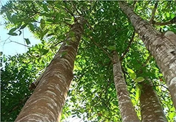 Perfume_Tree_Plant_(Hybrid,_Pack_of_1)