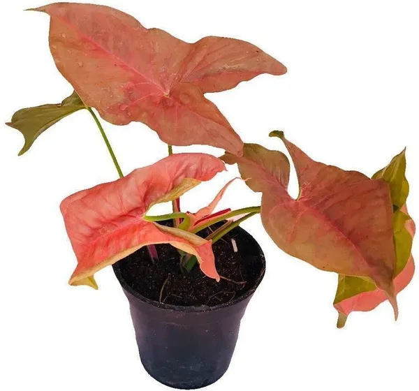 Syngonium_Plant_(Hybrid,_Pack_of_1)
