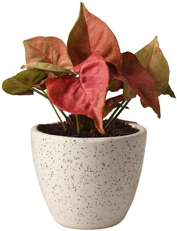 Syngonium_Plant_(Hybrid,_Pack_of_1)