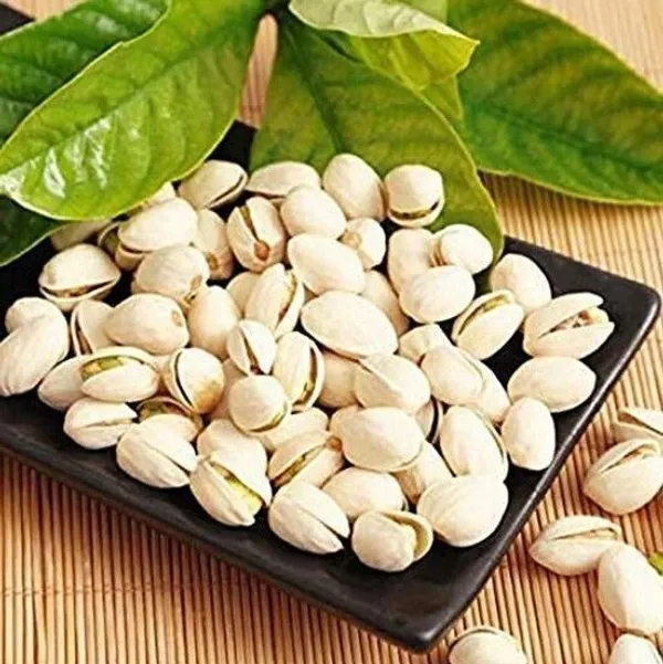 Pistachio_Plant_(Hybrid,_Pack_of_1)