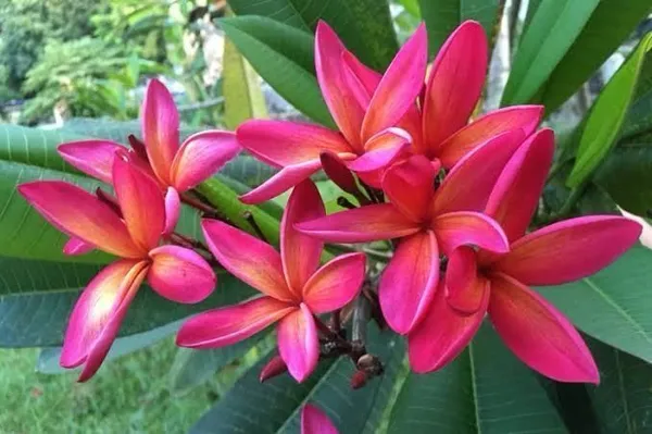 Kanak_Champa_Plant_(Hybrid,_Pack_of_1)