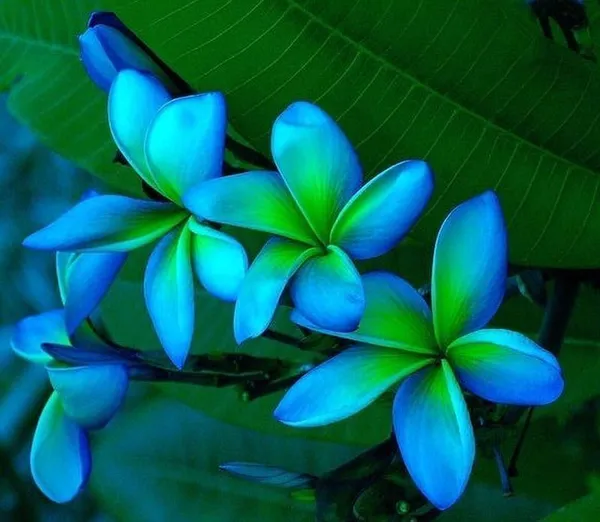 Plumeria_Plant_(Hybrid,_Pack_of_1)