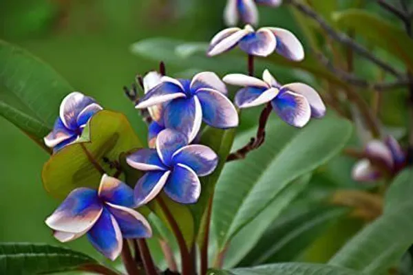Plumeria_Plant_(Hybrid,_Pack_of_1)