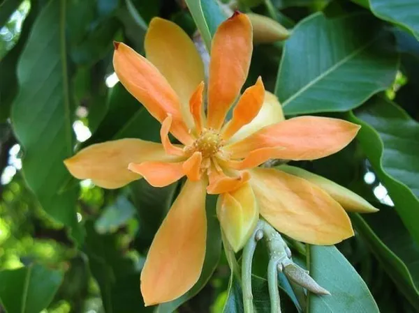 Plumeria_Plant_(Hybrid,_Pack_of_1)