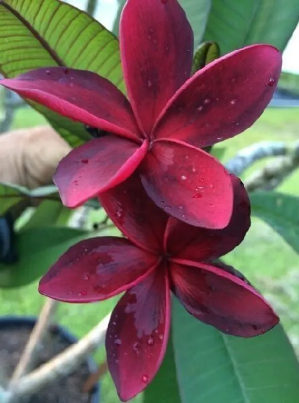 Plumeria_Plant_(Hybrid,_Pack_of_1)